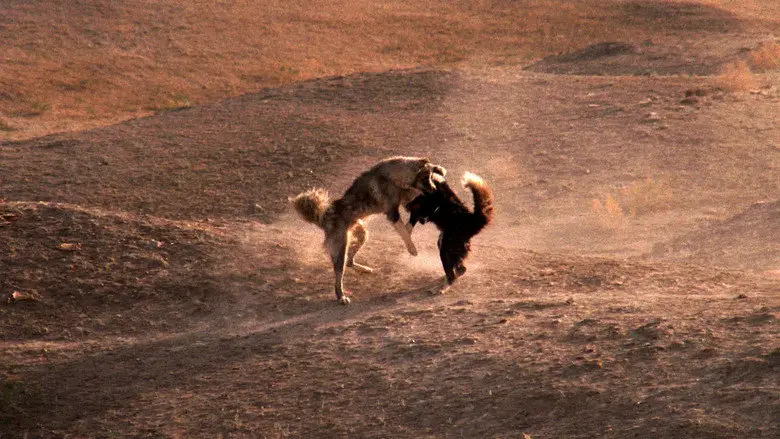 A dog fight in a dusty archaeological landscape in The Exorcist
