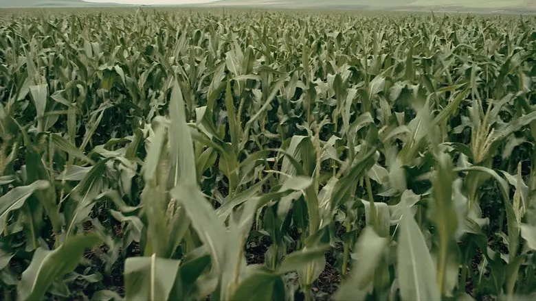 A wide field of tall corn under a pale sky in Interstellar